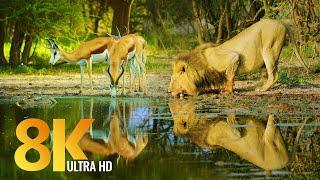 Amazing Wildlife of Botswana - 8K Nature Documentary Film with music