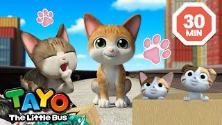 Happy International Cat Day  Tayo and the Cat Episodes Compilation  Tayo the Little Bus