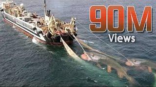 Hunting Video  - Unbelievable Net Fishing  You Wont Believe That How Many Fishes