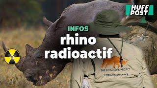 Rendre les cornes radioactives la nouvelle idée de ces chercheurs pour sauver les rhinocéros