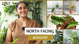 Plants for North Facing Balcony  Garden Up Basics Ep.36