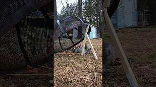 squirrel trap homemade