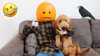 Halloween Pumpkin VS Funny Dog Zoey