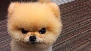 Angry Dogs Compilation