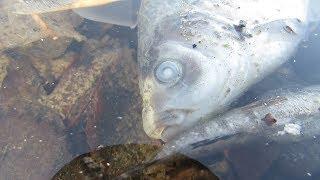 В Казани на озере Комсомольское погибла рыба