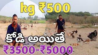 Jathi kolla pempakam in telugu- పెద్ద వరుస కోళ్ల పెంపకం కేజీ500