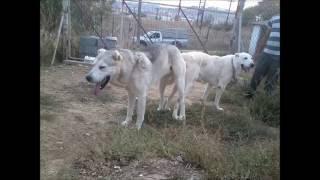 CAUCASIAN VOLKODAV DOGS