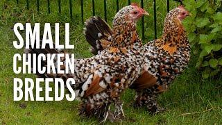 15 Small Chicken Breeds and How to Recognize Them