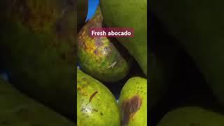 another fresh avocado #Anita perocillo