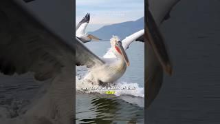 Dalmatian Pelican  The Giant Of Its Kind