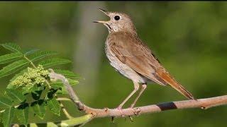 Hermit Thrush Singing