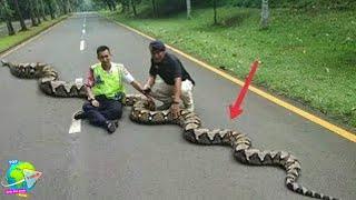 Tiba² Muncul Ular Piton Sebesar ini Di Tengah Jalan Kampus UI. Para Mahasiswa Berlarian Ketakutan...