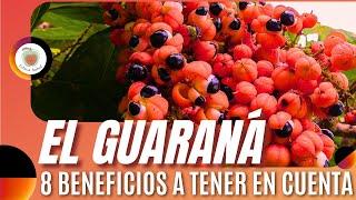 EL GUARANÁ Para qué SIRVE. 8 Beneficios a tener en cuenta