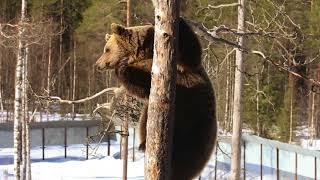 Ranua Wildlife Park in Finland