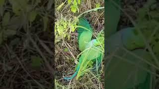 parrot trap. tota kaise pakdate hain. tota ka video.