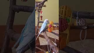 Говорящий попугайчик. Каруселька