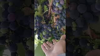 Grapes overload #adventure #fruit #newzealand #shorts #garden