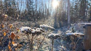 Magical winter begins Off Grid Alaskan Cabin Life神秘的な冬の始まりアラスカ小屋暮らし