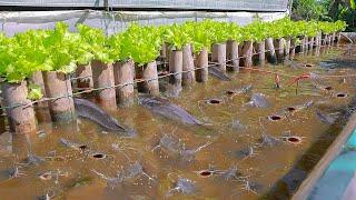 Backyard Aquaponics Farming Fresh Fish and Growing Lettuce - Aquaponics Sand and Gravel Filter