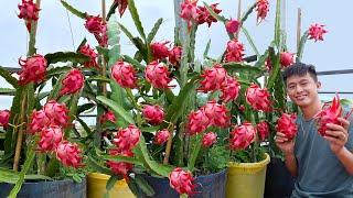The Secret To Growing Dragon Fruit On The Terrace For A Lot Of Fruits Fast Harvest