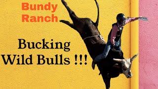 We finally Bucked some of the Wild Bulls we Roped