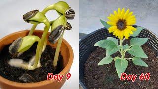 How to grow sunflower in pots at home full update