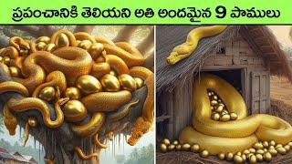 most beautiful snakes in the world in telugu  rarest snakes  facts in telugu  interesting facts