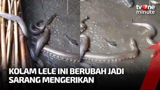 MERINDING Lama Gak Dikuras Penampakan Kolam Lele Ini Bikin Ngeri  tvOne Minute