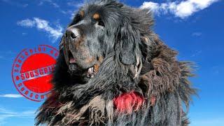 Top 10 Most Expensive Dog Breeds - Unveiling the Worlds Priciest Pooches