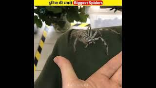 Wolrd की सबसे Biggest Spider  Giant Spider In The Wolrd  #shorts #ytshorts