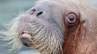 sound of walrus - walrus sounds underwater effects