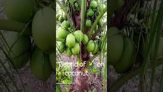 how to deal with coconut 🪲 beetle #plants #fruit #coconut #insects