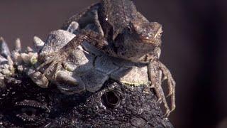 Weirdest Animal Relationships  Top 5  BBC Earth