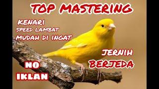 mastering kenari speed lambat biar mudah di ingat