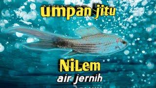 cara membuat umpan ikan nilem di sungai  special air jernih