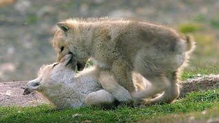 Babysitting Cute Wolf Pups  Snow Wolf Family And Me  BBC