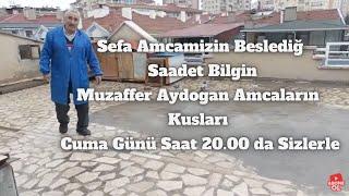 Sefa Amcanin Beslediğ Saadet Bilgin  Muzaffer Aydogan Kuşları  Yarın Canlıda