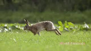 Hare running with slow motion and two bunny eating grass