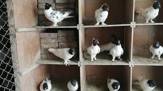 Иранские голуби Виктор