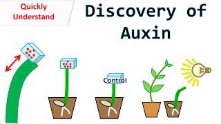 Discovery of Auxin