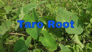 What is Taro Root