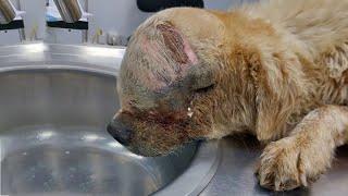 After years of suffering & indifference the cancer dog collapsed in despair with a burst tumor