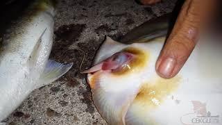 ikan pari kenak pancing dan beranak di darat.