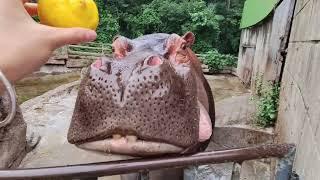 You Wont Believe How This Hippo Reacts to Eating a Lemon