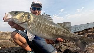 COMO PESCAR LUBINAS a SPINNING con PASEANTES DE SUPERFICIEAUMENTA tus CAPTURAS un 𝟳𝟬%Vlog de Pesca