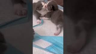 cutest cats2022 #Cats #CatsOfYouTube #CatsOnYouTube #YoutubeCats