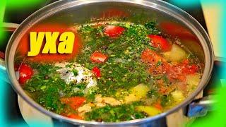 Уха. Как приготовить очень вкусную уху дома. Обалденно вкусный рецепт