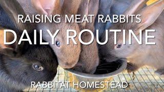 Raising Meat Rabbits Daily Routine  Silverfox