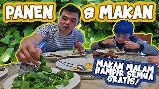 PANEN SAYUR LETTUCE GRATIS  MAKAN-MAKAN