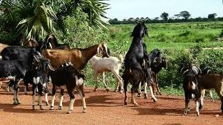 O.M.G Best Big goat Crossing small goat until success breading